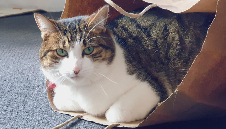 VBT Photo: Cat in the Bag Vet Behavioural Therapy image of a contented cat relaxing in a paper bag.