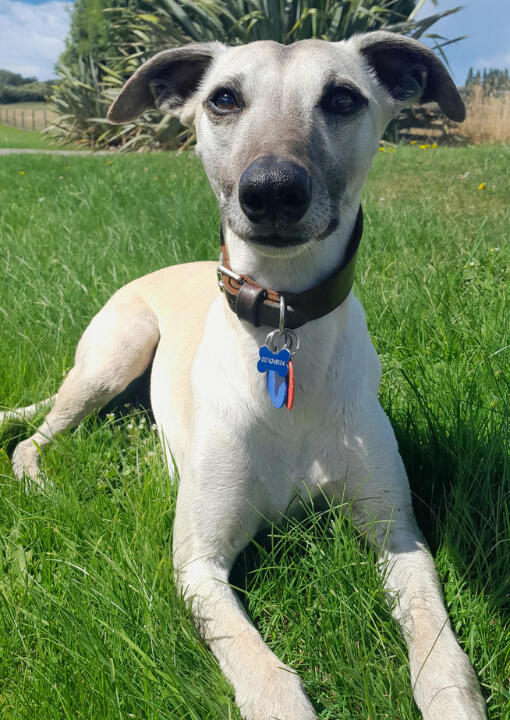 Kipp the Whippet Vet Behavioural Therapy image of Kipp, the local Whippet (dog) looking majestic.