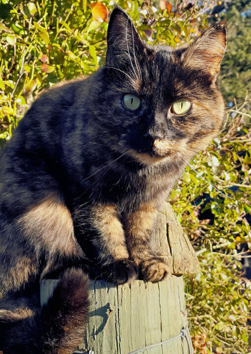 Ladybird the Tortoiseshell Cat Vet Behavioural Therapy image of Ladybird the tortoiseshell cat.