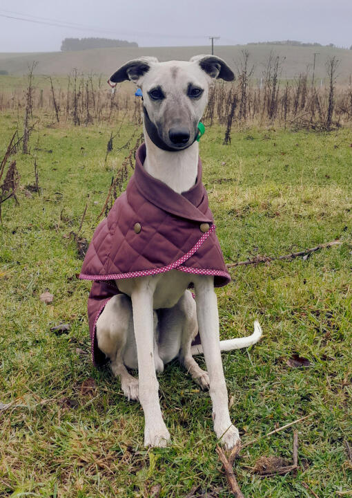 VBT Whippet Vet Behavioural Therapy: Kipp the Whippet dog sitting on the grass.